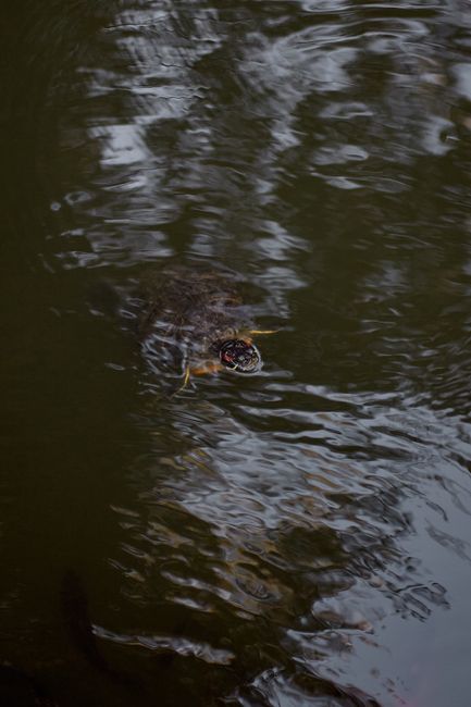 A turtle swims gracefully beneath rippling water, capturing a serene aquatic moment.