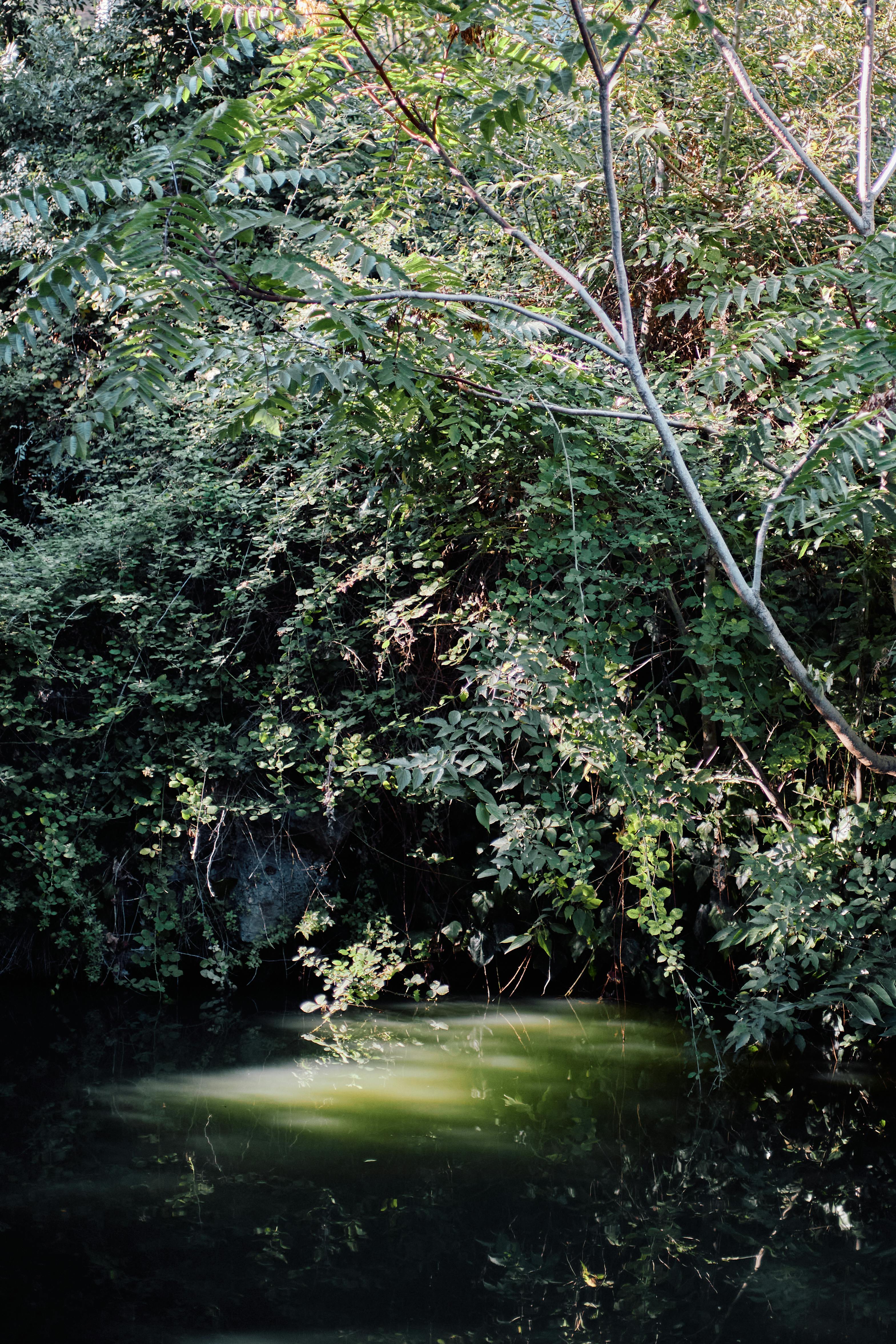 Free Sunlight filters through dense forest canopy, illuminating a serene pond area. Stock Photo