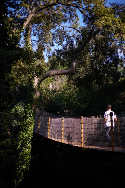 Free A person walks across a suspension bridge in a tranquil forest, capturing a moment of peaceful solitude. Stock Photo