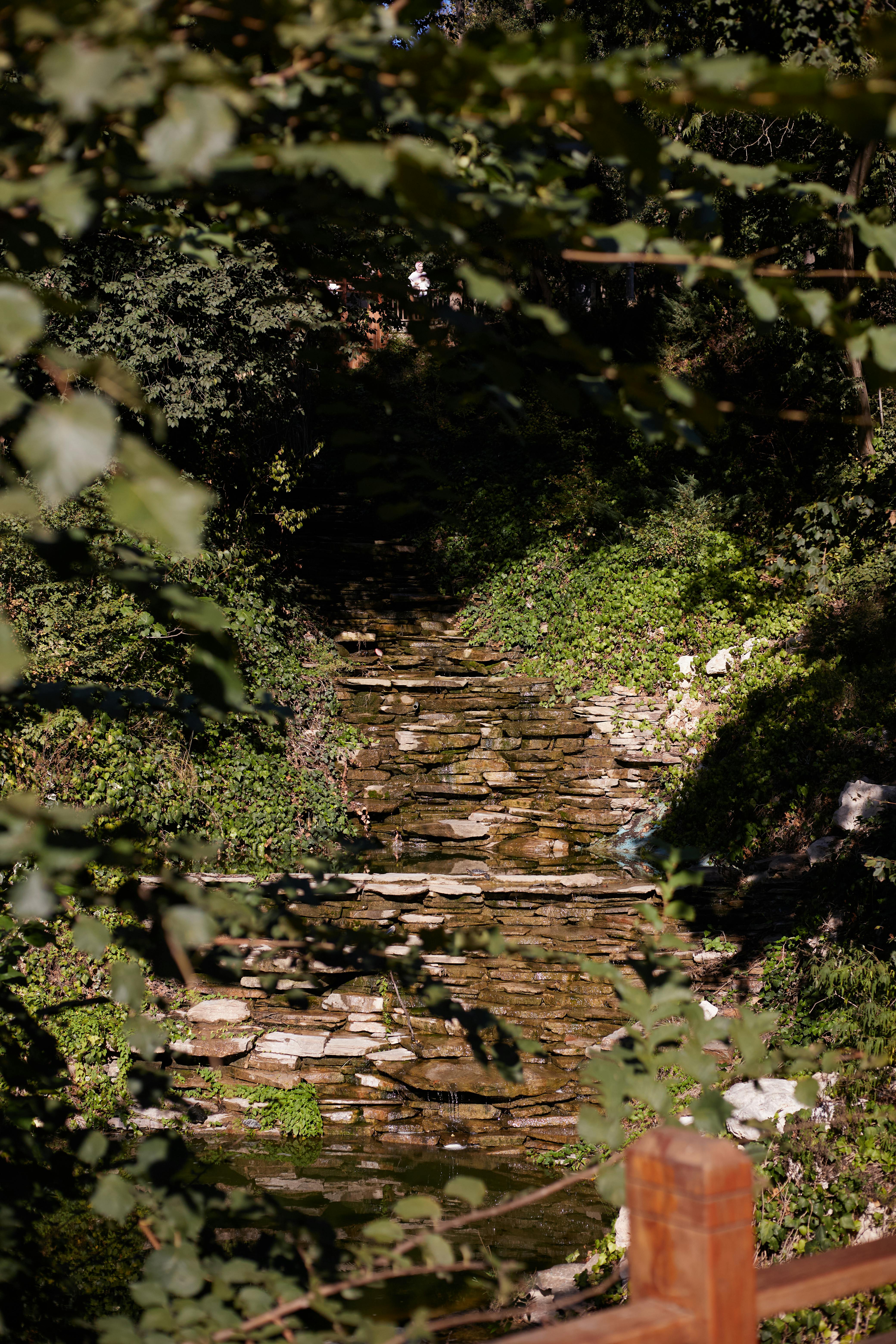 A serene forest stream flowing amidst lush greenery and dappled sunlight.