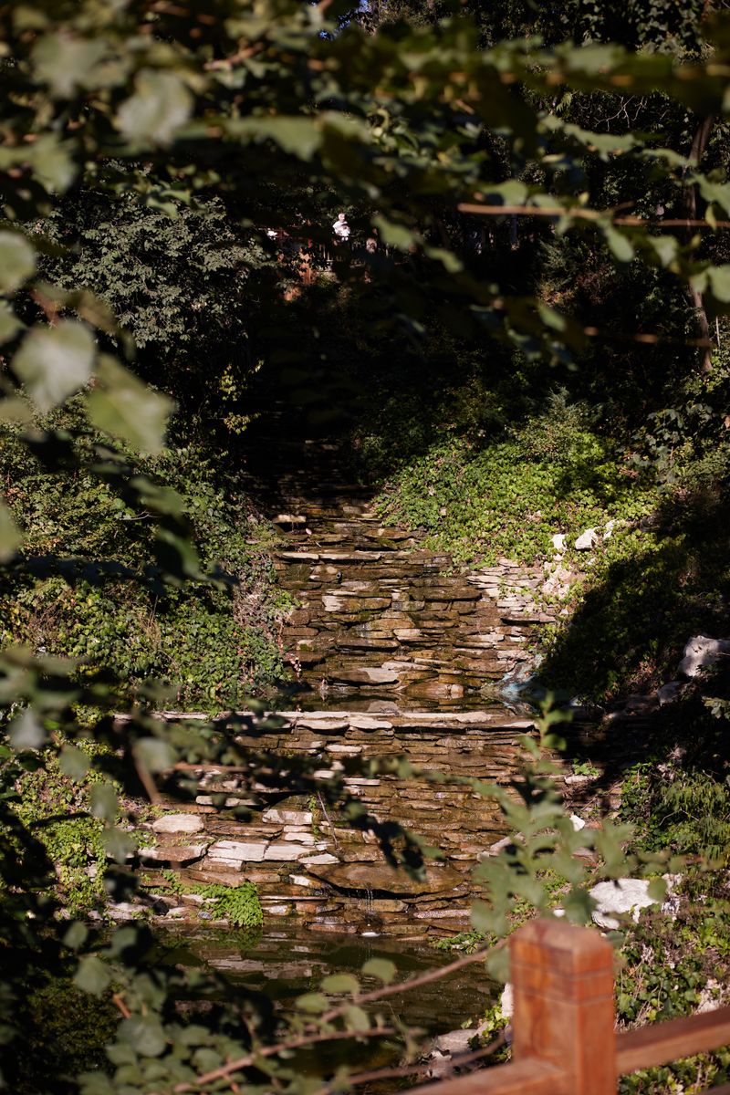 A serene forest stream flowing amidst lush greenery and dappled sunlight.