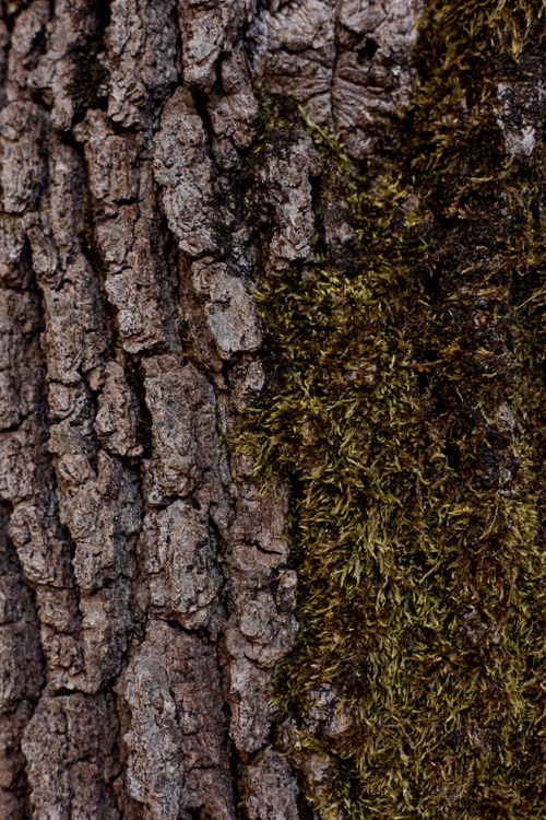 Free Detailed view of tree bark with moss showcasing natural texture and patterns. Stock Photo