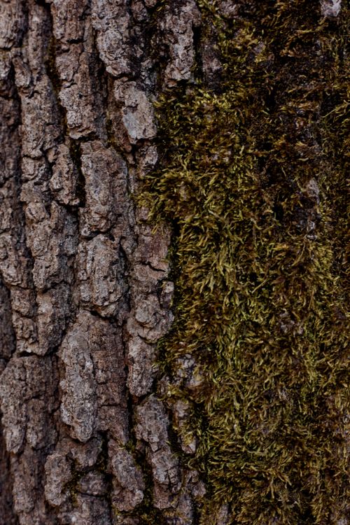 Free Detailed view of moss growing on tree bark showcasing natural textures. Stock Photo