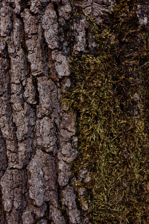 Free Detailed close-up of tree bark and green moss texture, emphasizing natural patterns. Stock Photo