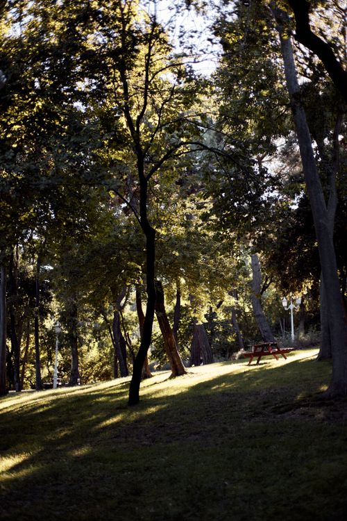 Free Tranquil forest park with picnic table bathed in dappled sunlight, perfect for relaxation. Stock Photo
