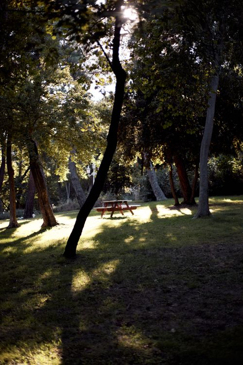 Free Serene forest scene with a sunlit picnic table, casting long shadows. Stock Photo