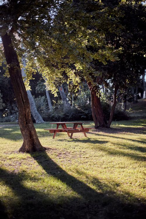 Free A peaceful sunny forest scene with a picnic table and long tree shadows. Stock Photo