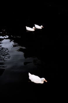 Three white ducks swim gracefully on a dark water surface at dusk, creating a calm and serene scene.