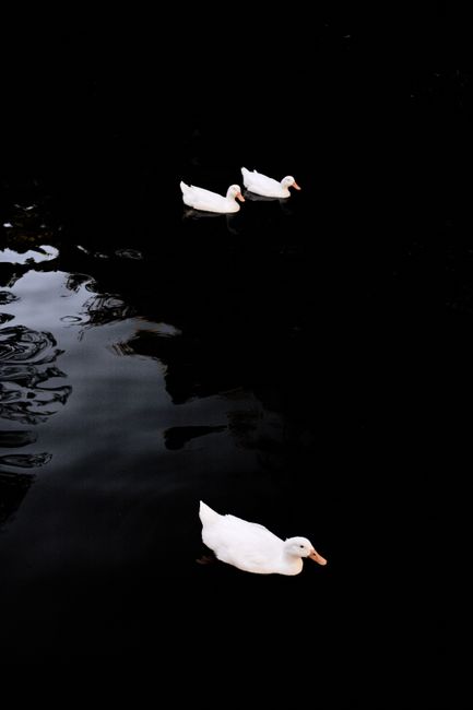 Three white ducks swim gracefully on a dark water surface at dusk, creating a calm and serene scene.