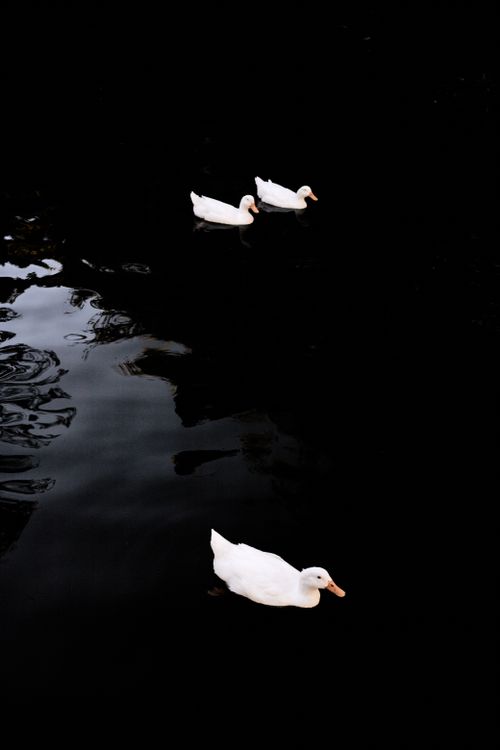 Free Three white ducks swim gracefully on a dark water surface at dusk, creating a calm and serene scene. Stock Photo
