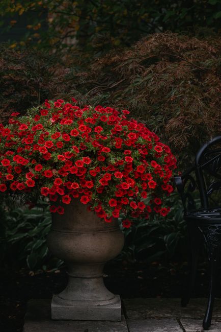 Vibrant red flowers bloom in a classic stone planter with a dark metal chair nearby.