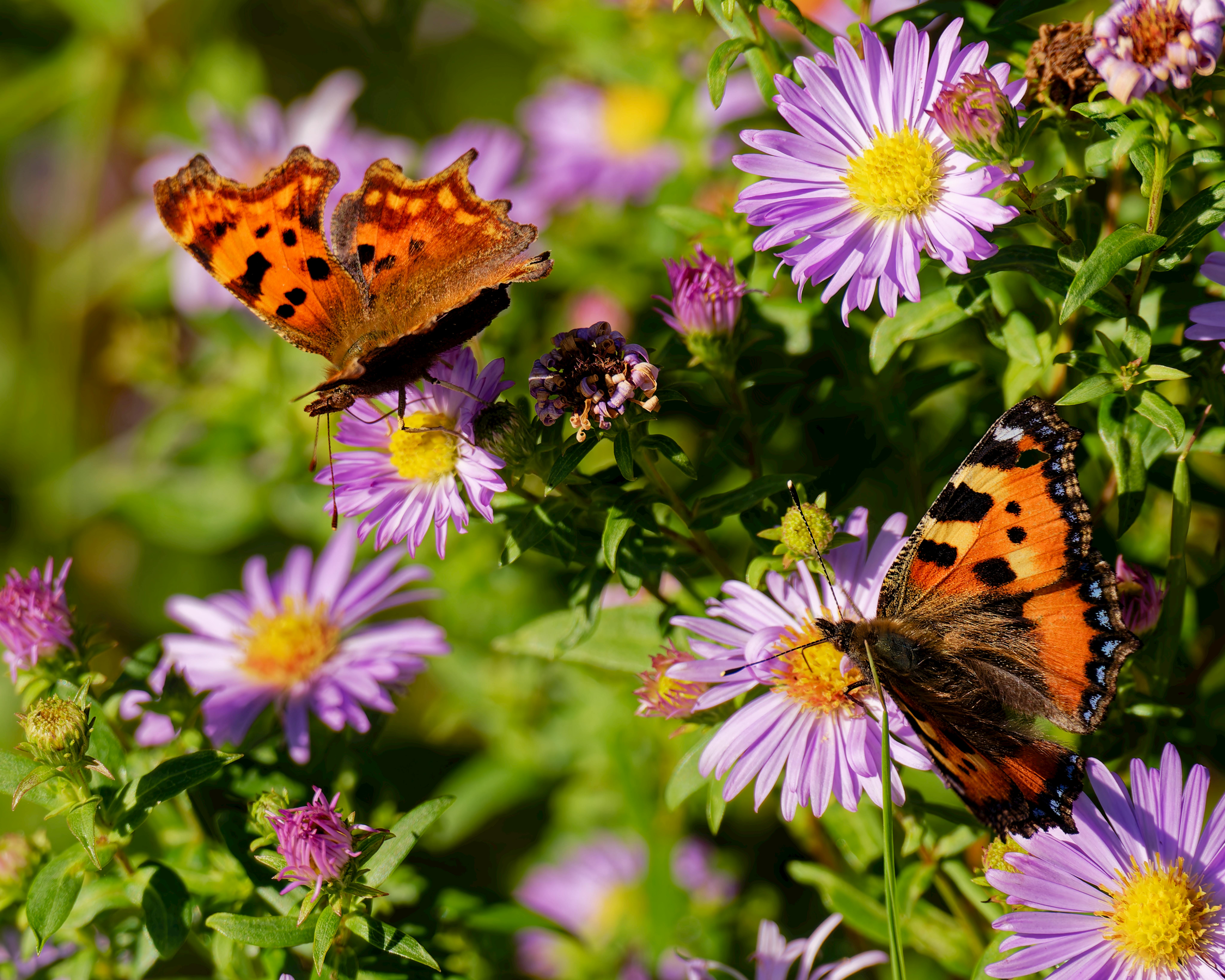 Surprising Ways Garden Insects Boost Your Health