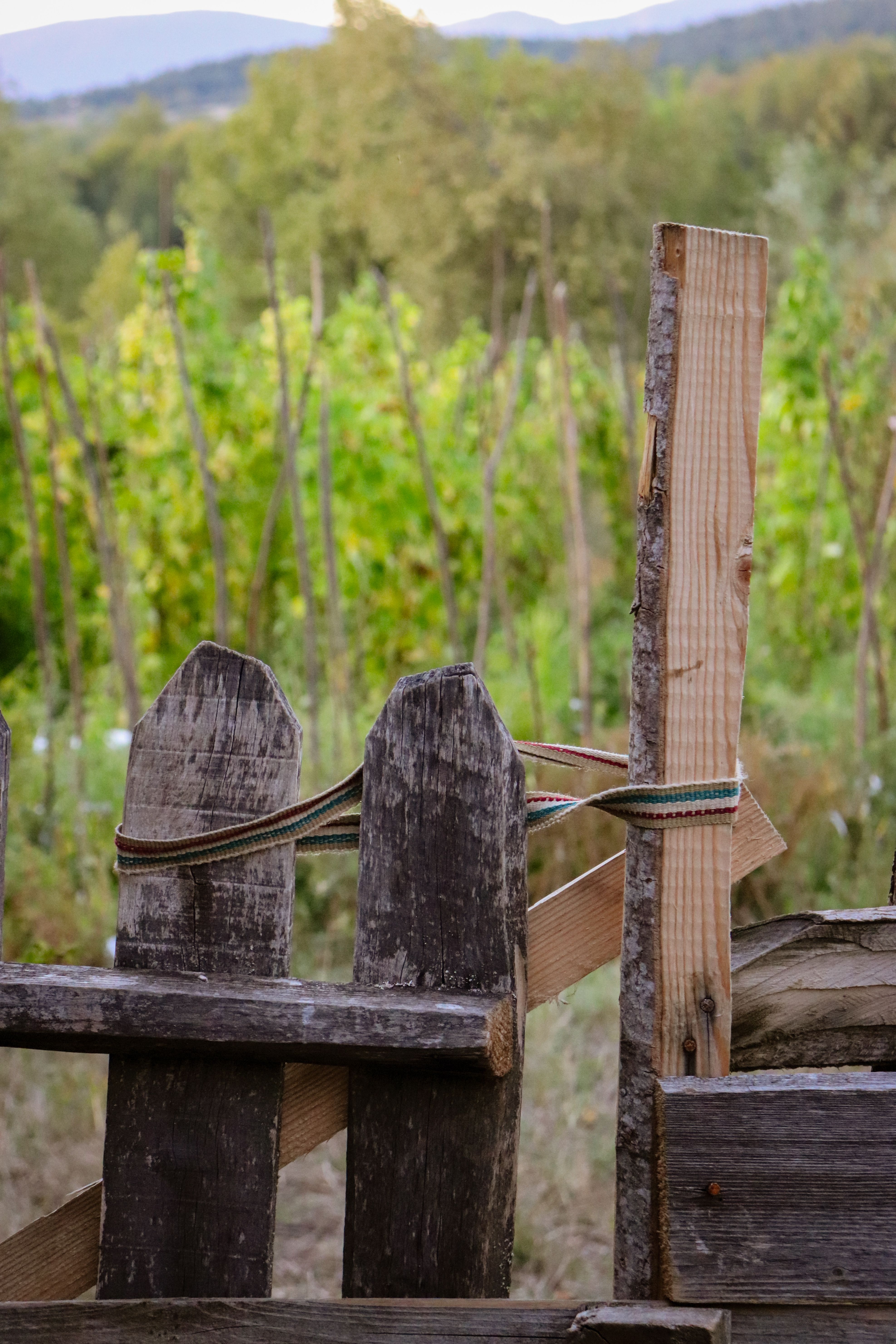 Rustic Fence with Vineyard Background in Autumn · Free Stock Photo