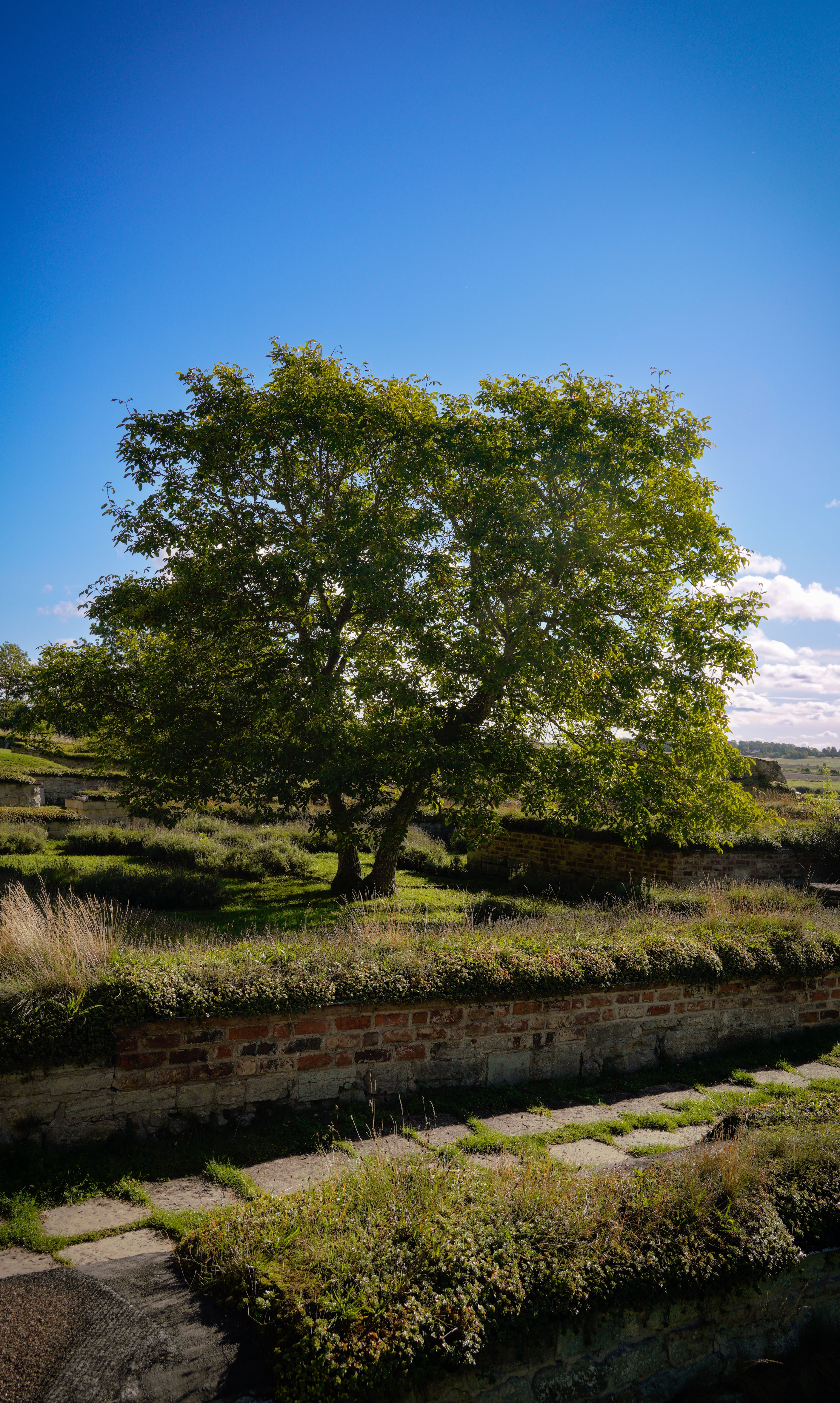 Scenic View of a Lone Tree in Open Field · Free Stock Photo