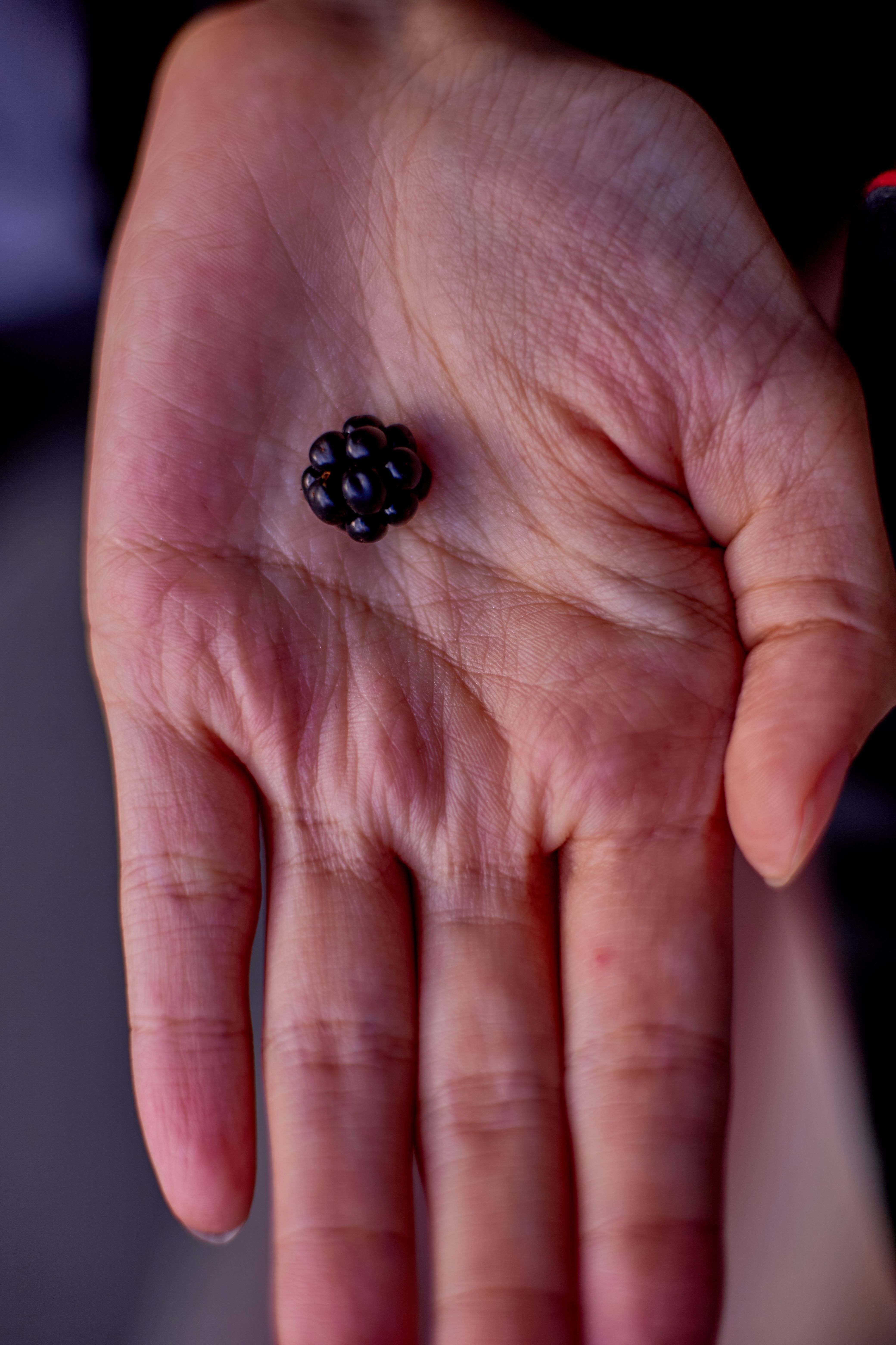 Close-up of a Hand Holding a Black Berry · Free Stock Photo