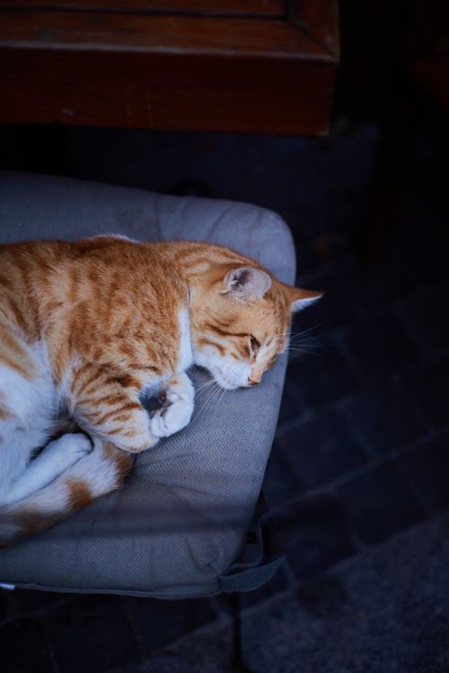 Free A ginger cat peacefully resting on a cushion in an outdoor setting in İstanbul, Türkiye. Stock Photo