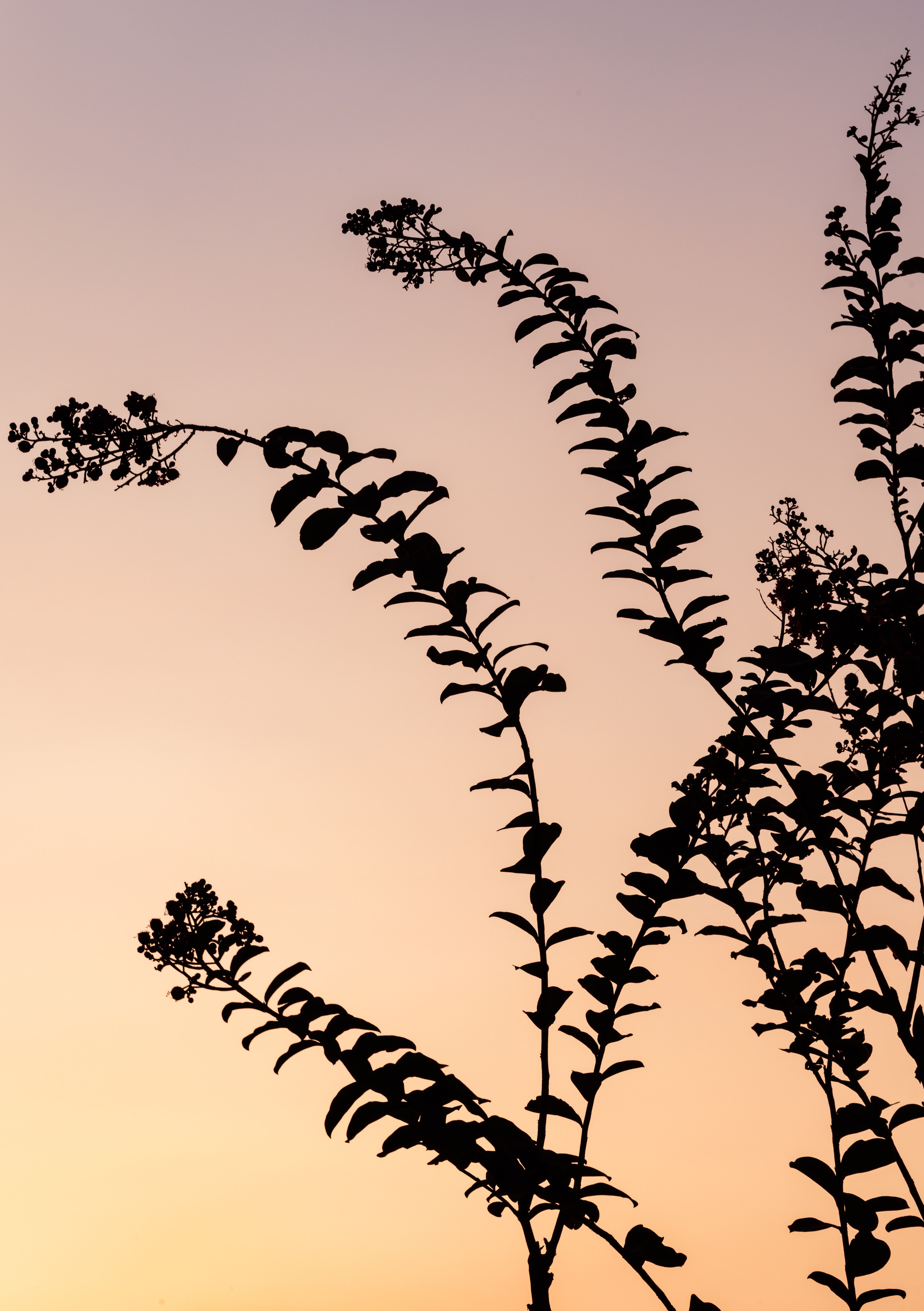 Silhouette of flowering branches set against a warm sunset sky, creating a natural artwork.