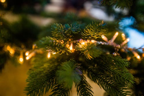 grátis Foto profissional grátis de árvore, árvore de Natal, borrão Foto profissional