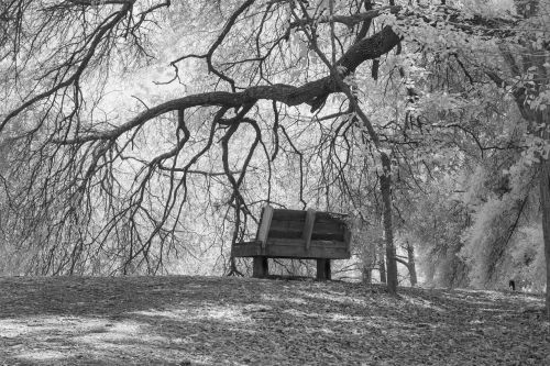 Free A serene, monochrome scene featuring an empty bench under sprawling oak trees in a park. Stock Photo