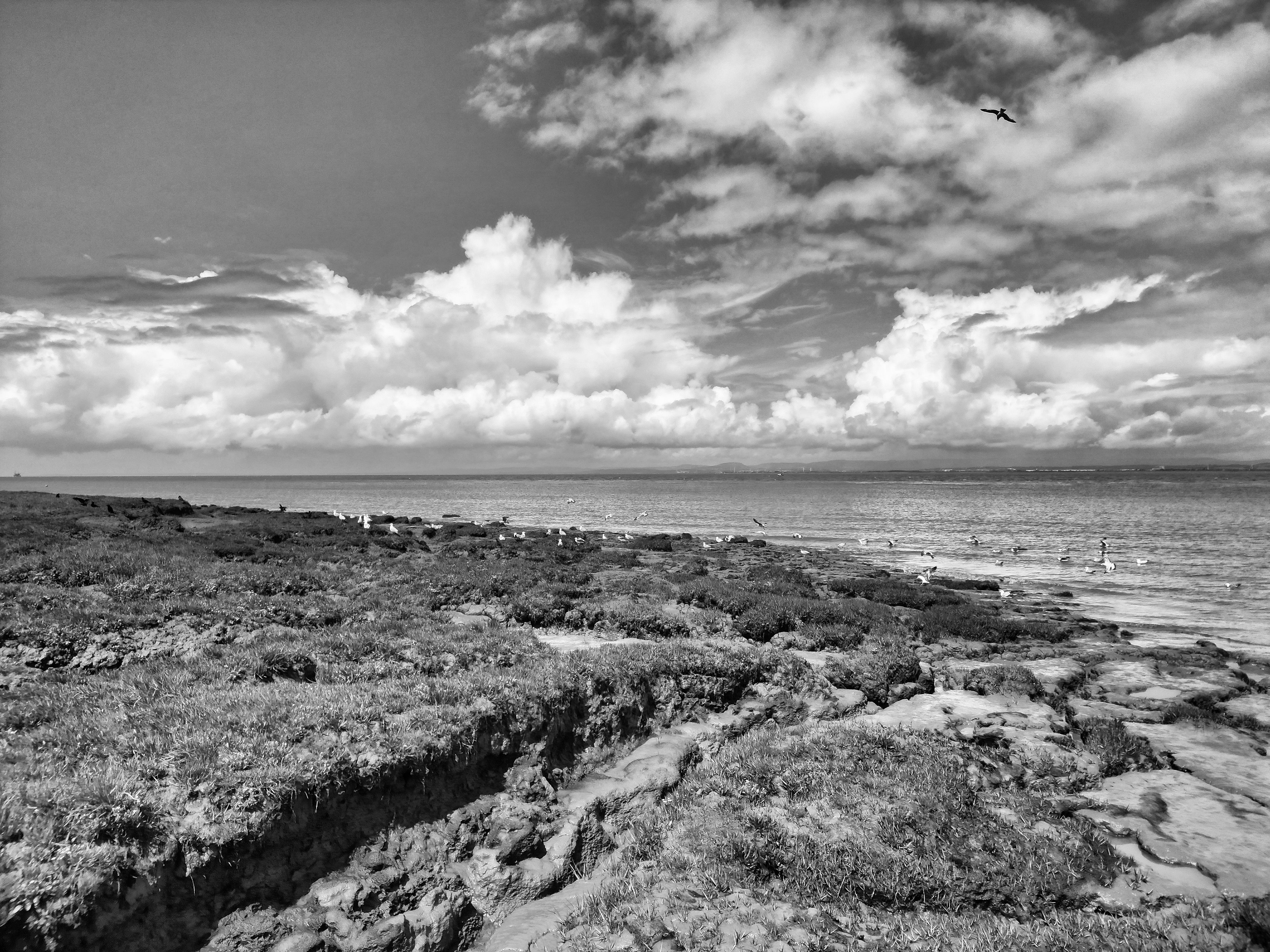 Black and White Coastal Landscape with Birds · Free Stock Photo