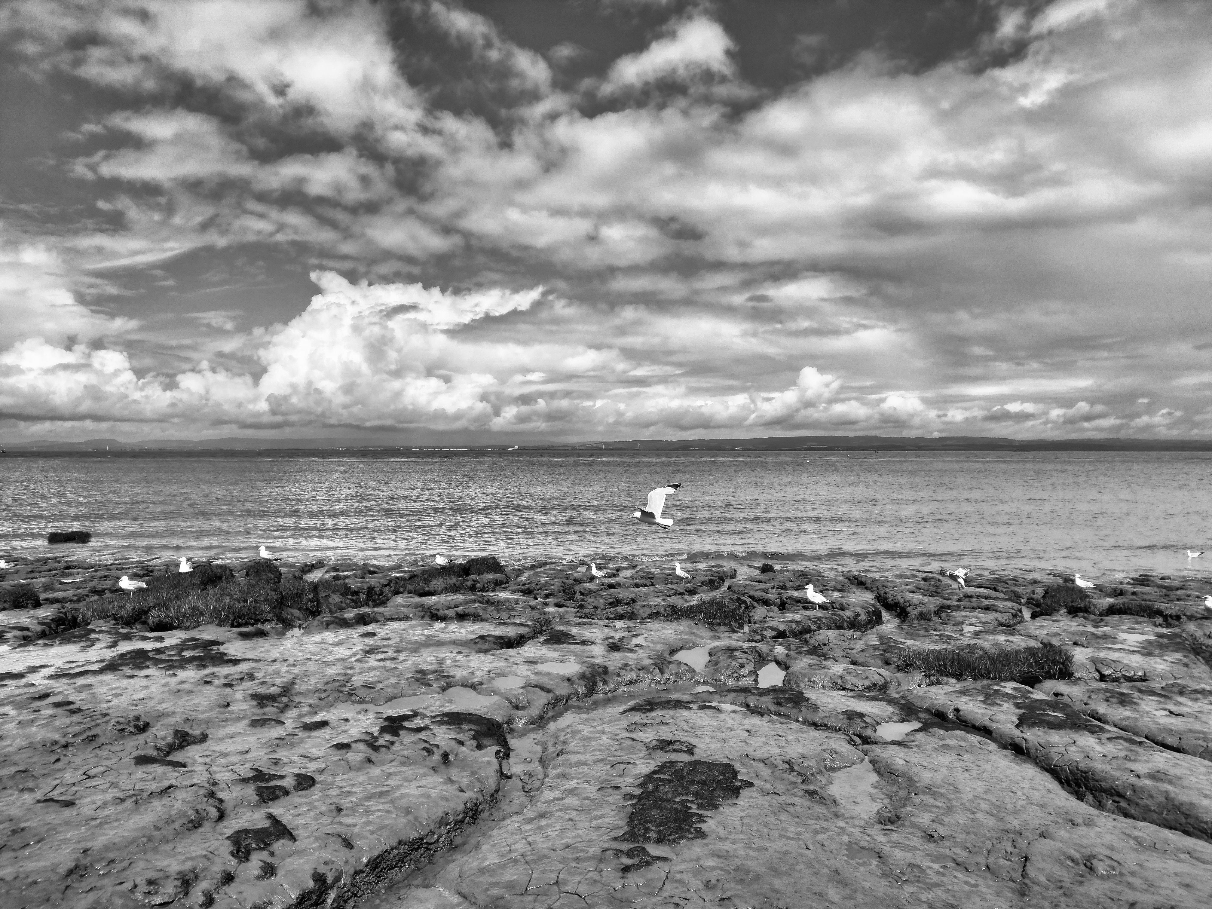 Black and White Seaside View with Seagulls · Free Stock Photo