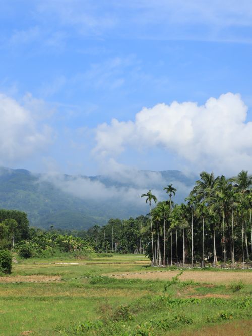 Free A vibrant landscape featuring palm trees, green fields, and distant mountains under a bright blue sky. Stock Photo