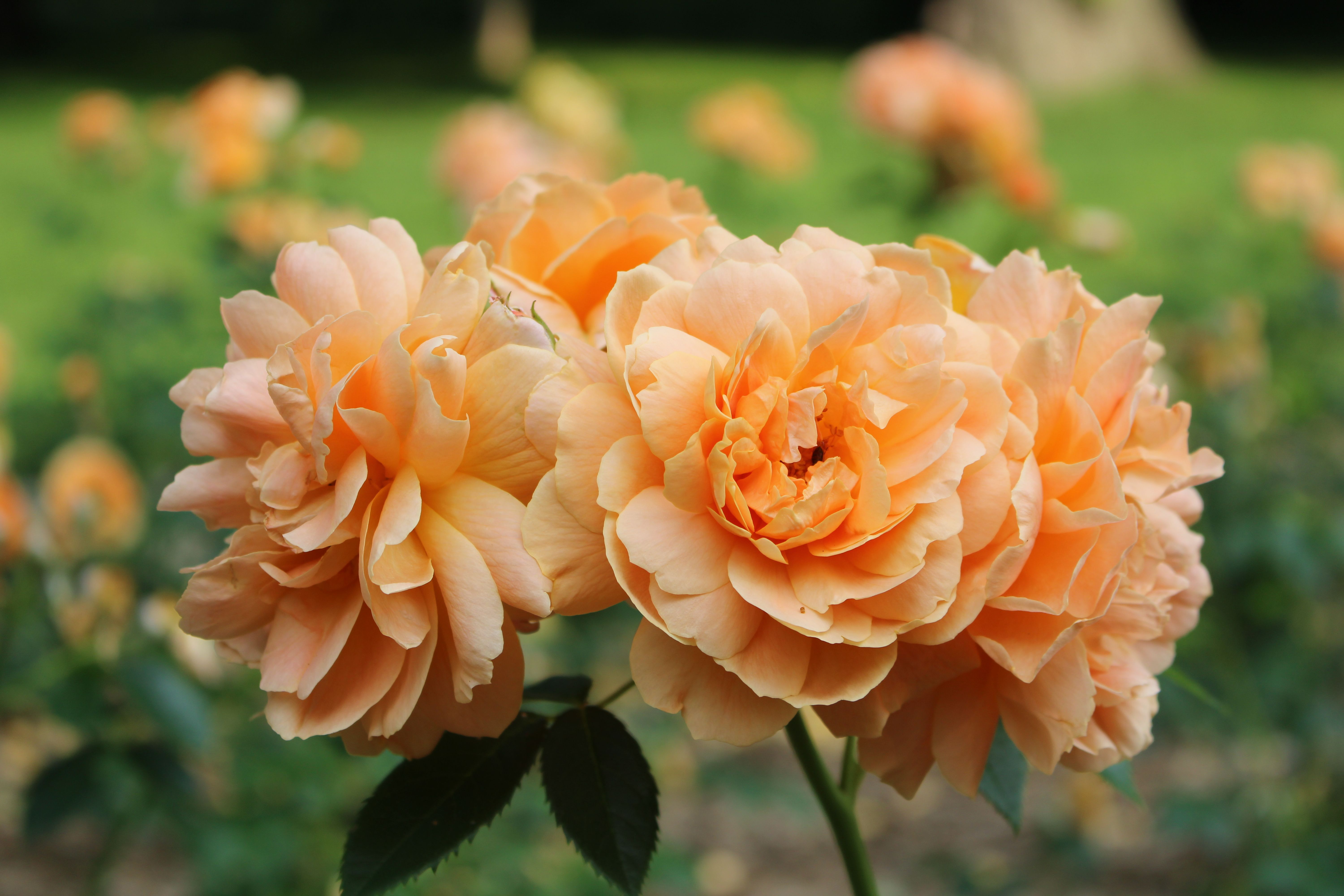 Vibrant Peach Roses in Toronto Garden · Free Stock Photo