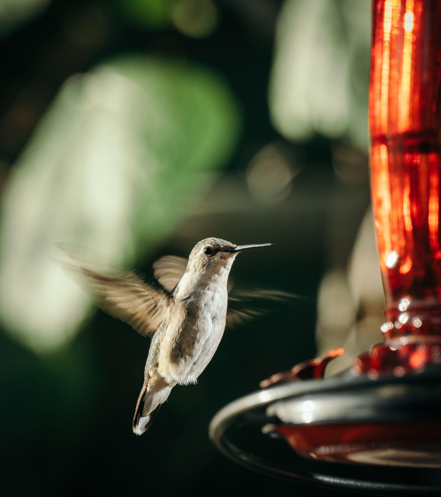 Hummingbird feeding at a red feeder surrounded by greenery