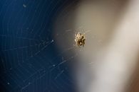 Detailed photo of a spider on its web in natural light in Campbelltown, Australia.