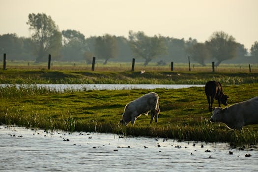 Peaceful countryside scene with cows grazing by a river under a warm, golden sunset.