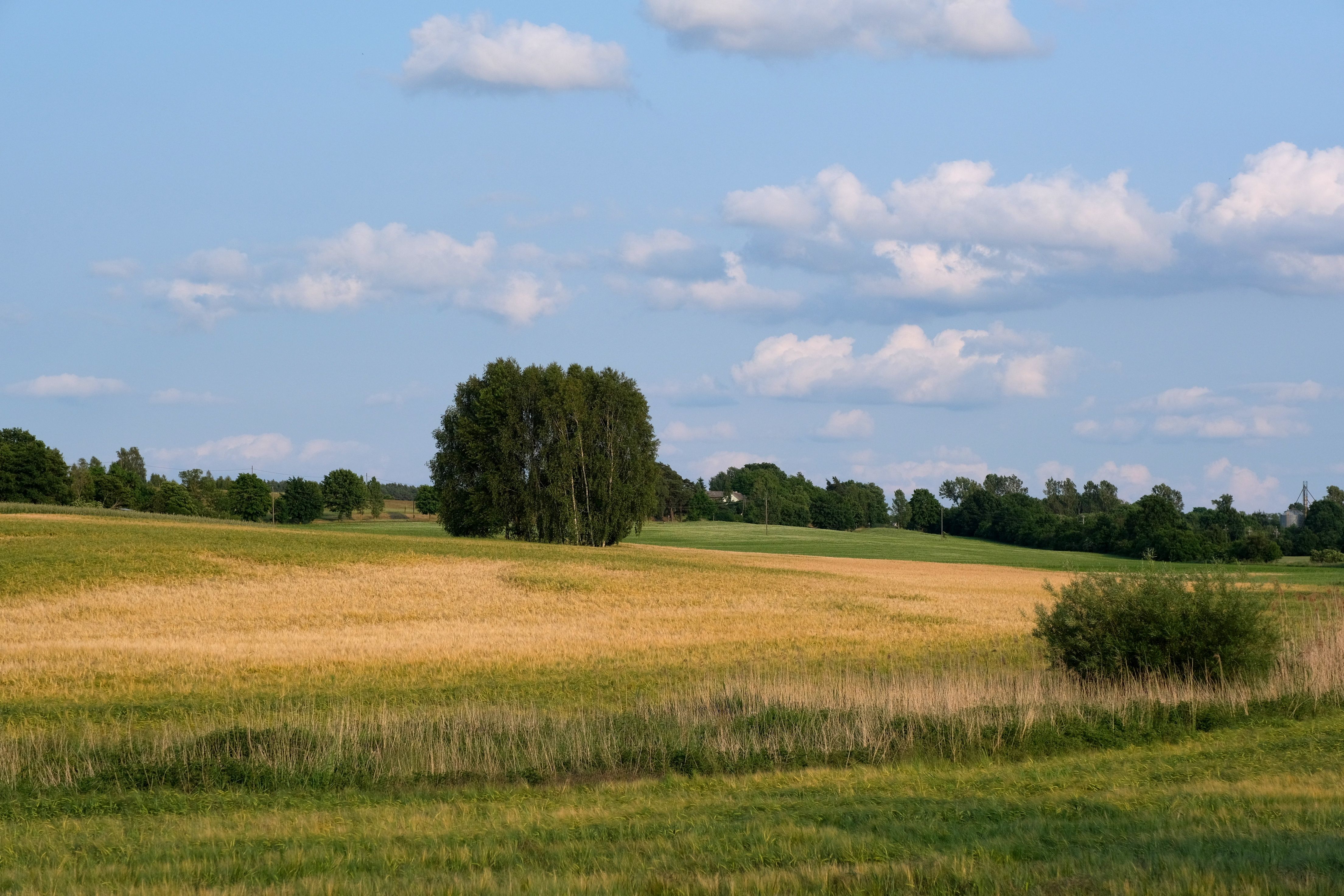 Weite Wiesenlandschaft mit vereinzelten Bäumen