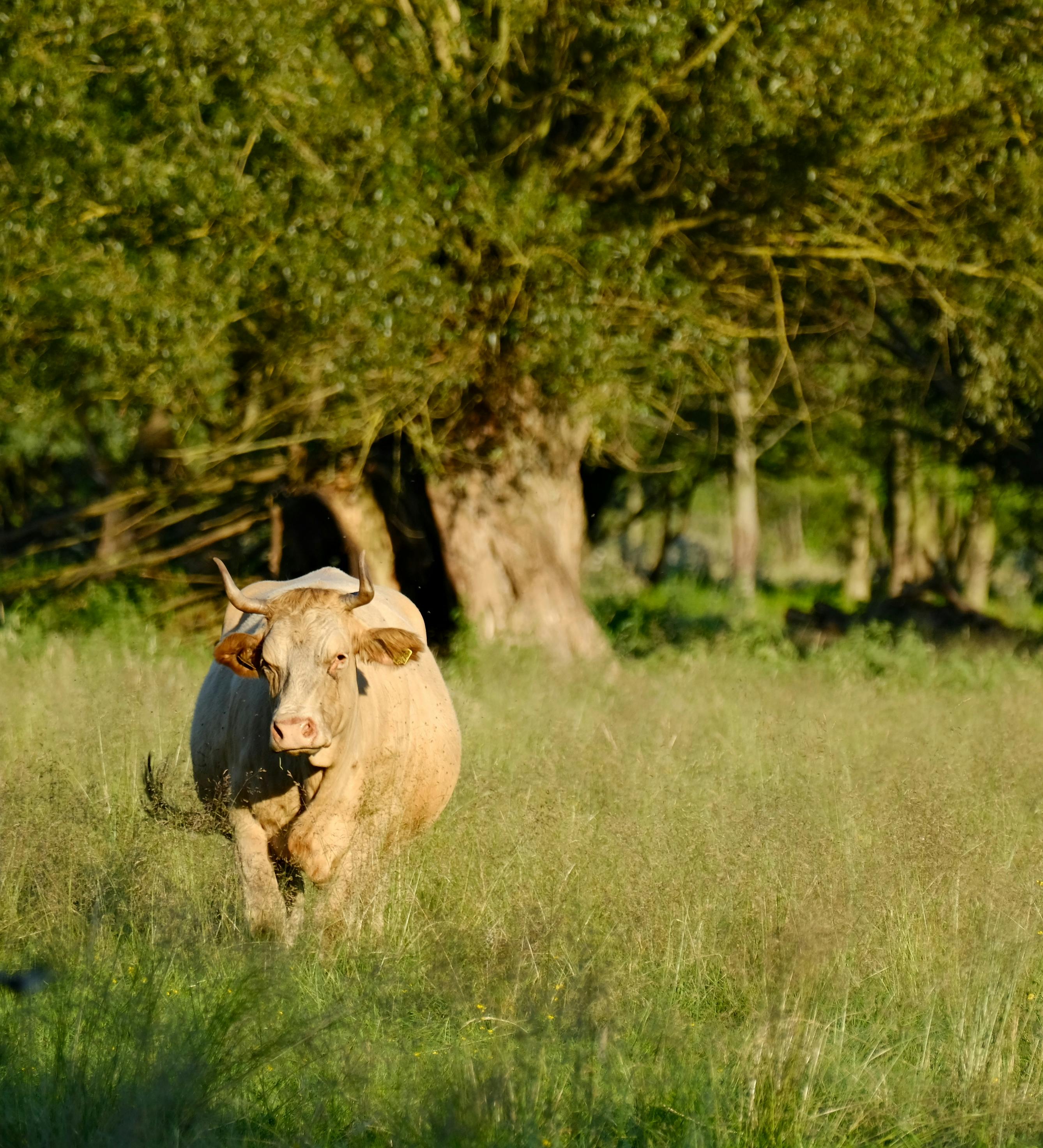 Serene image of a large bull standing in a verdant meadow, surrounded by lush trees.