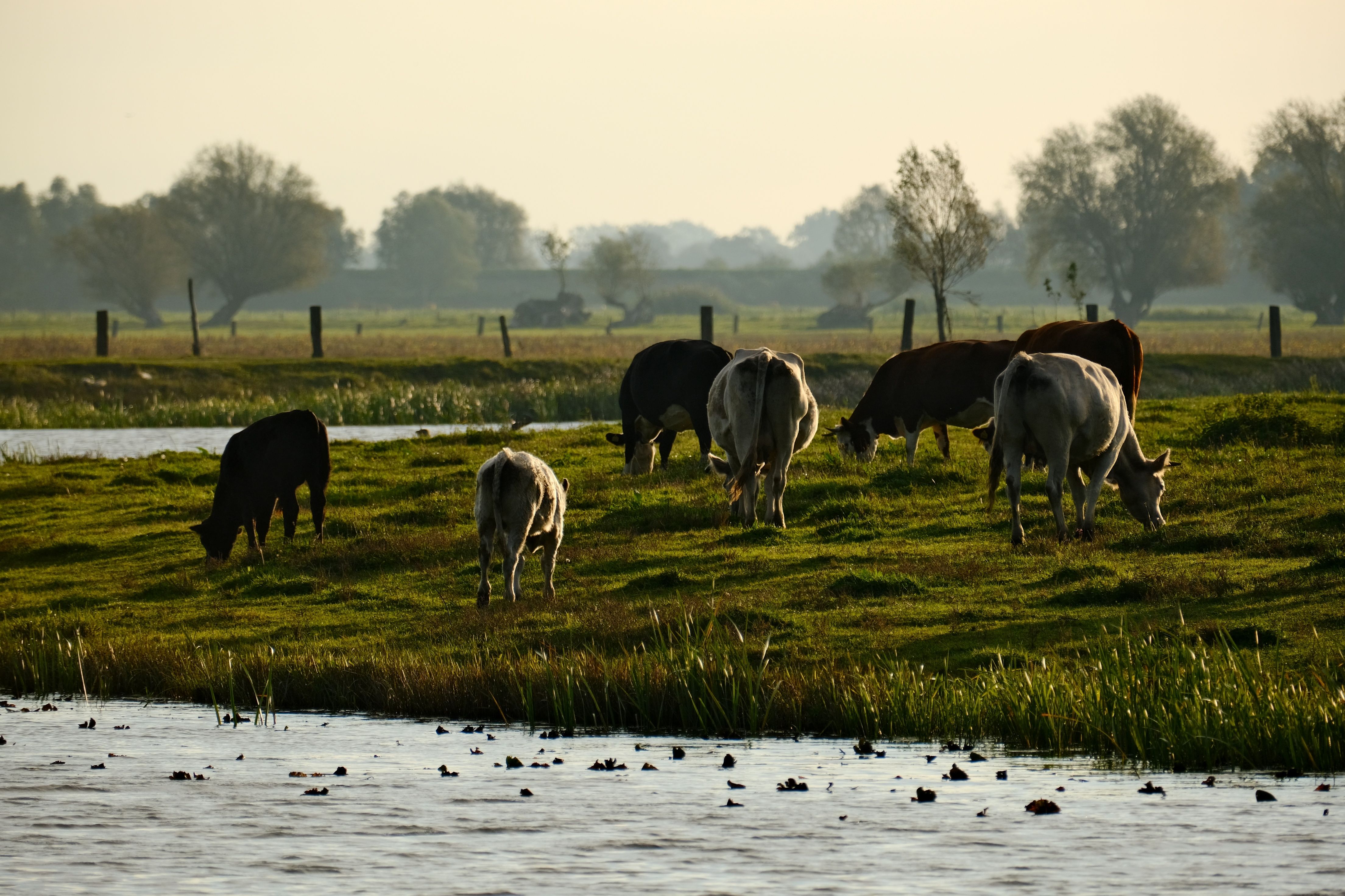 Koeien grazen vredig langs de oever van de rivier in een serene landelijke omgeving op een zonnige dag.
