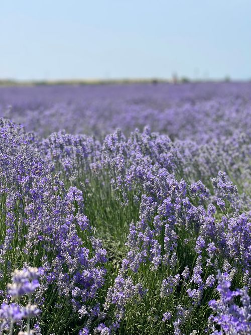 Free A picturesque lavender field in full bloom under a clear blue sky. Stock Photo