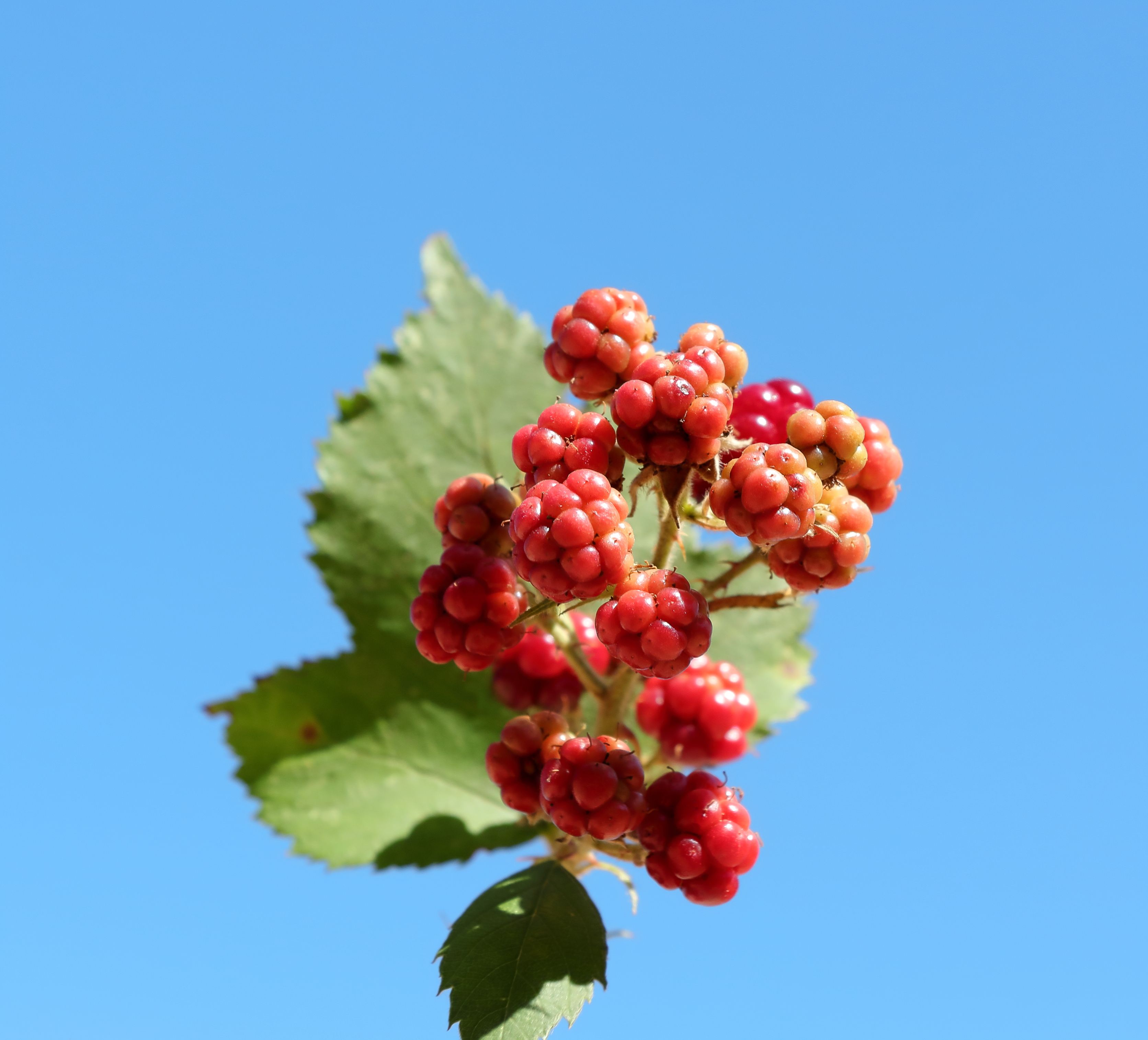 Rubus Matematika Dasara Photos, Download The BEST Free Rubus Matematika ...