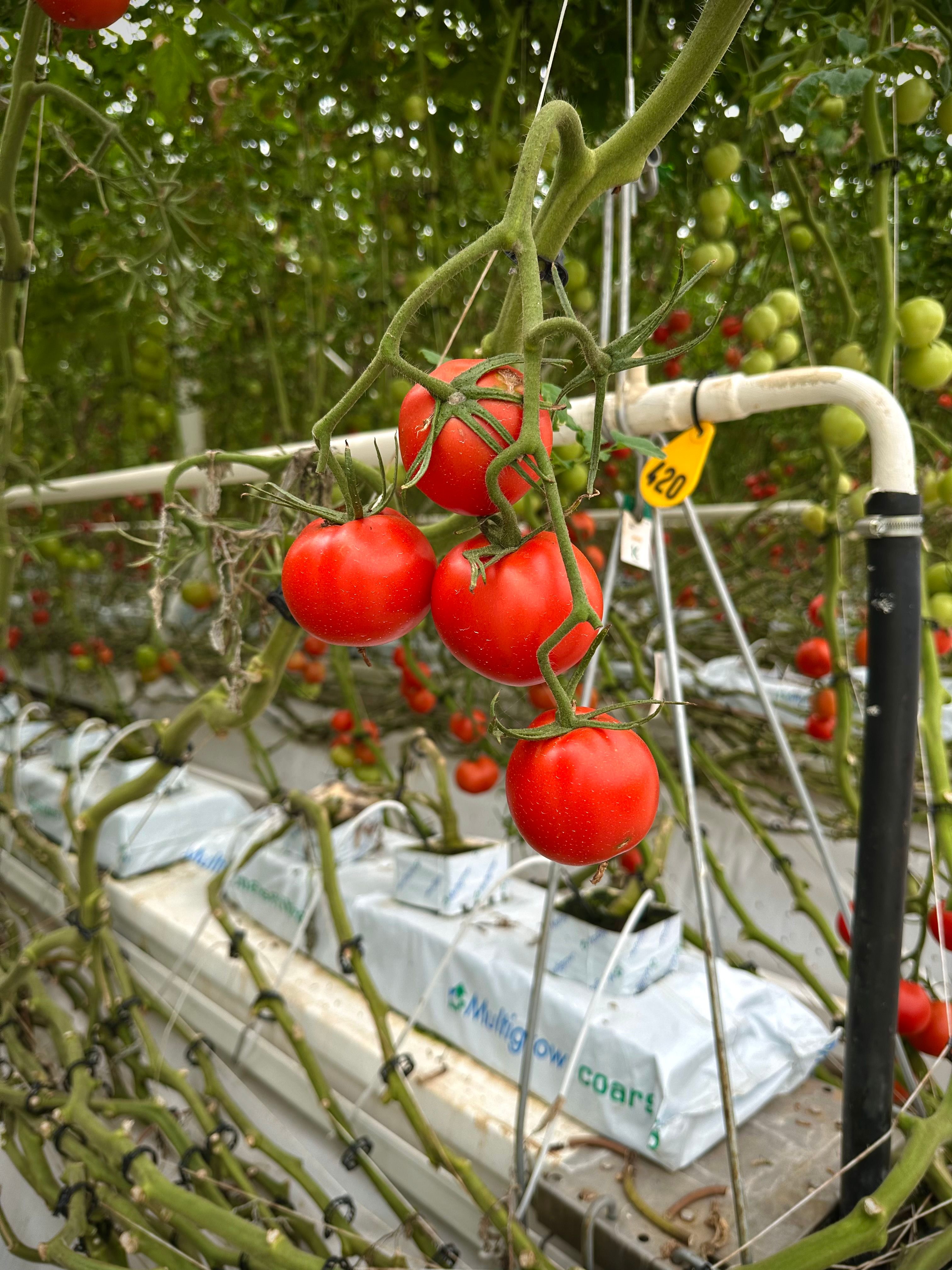 Rows of vibrant red tomatoes growing in a modern greenhouse hydroponic system