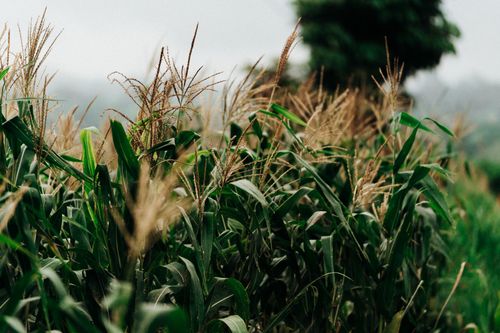 Free A vibrant cornfield in El Salvador, capturing the lush landscape during harvest season. Stock Photo