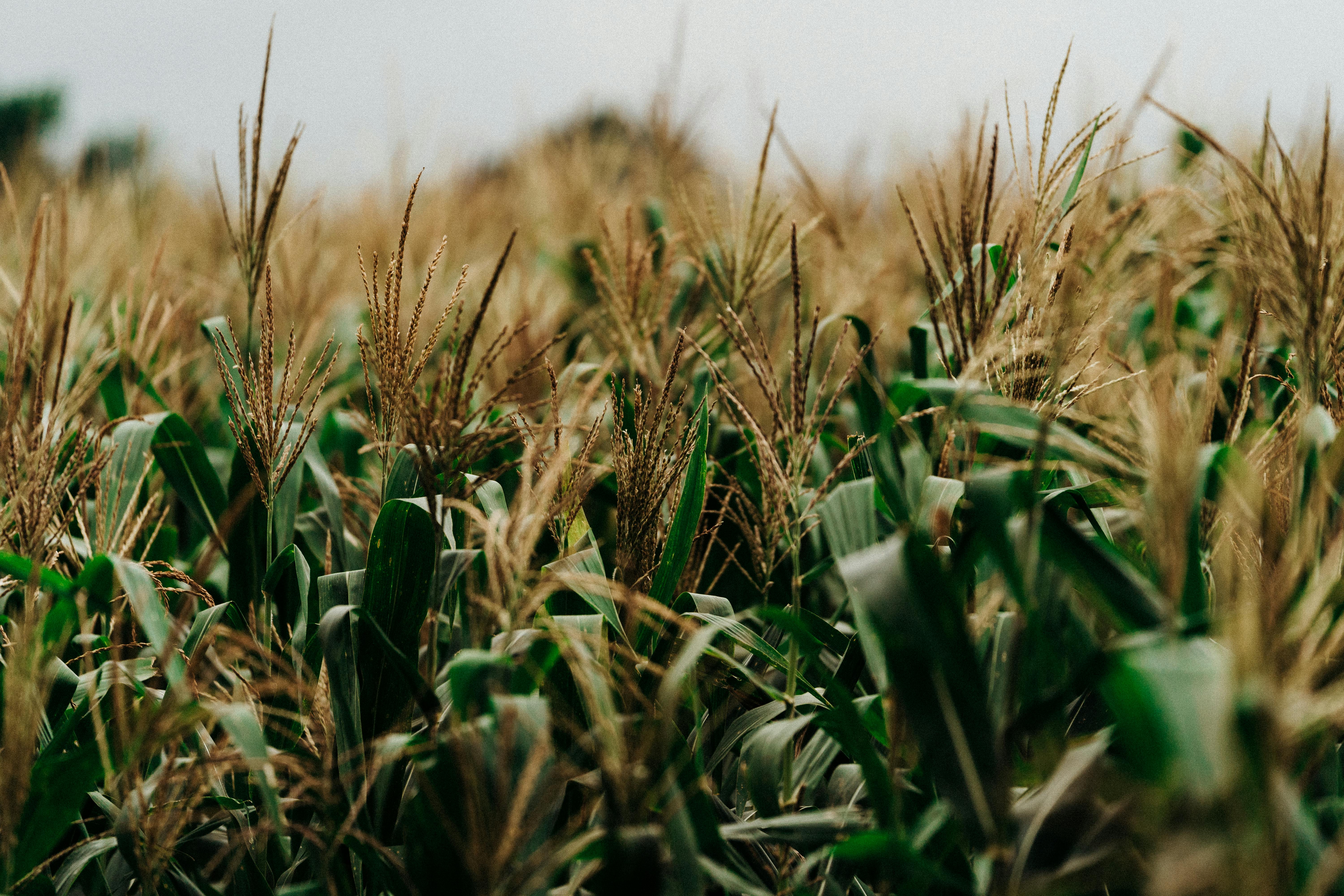 Biofarm background image