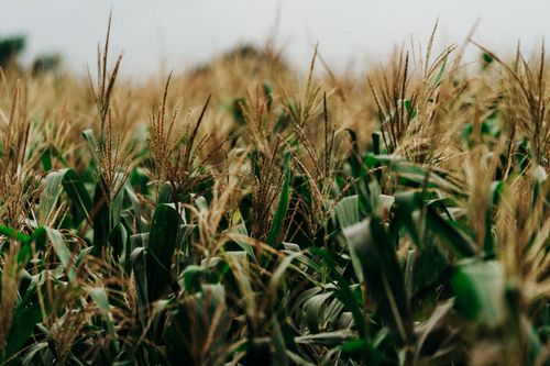 Free A vibrant cornfield in El Salvador, showcasing tall green plants ready for harvest. Stock Photo