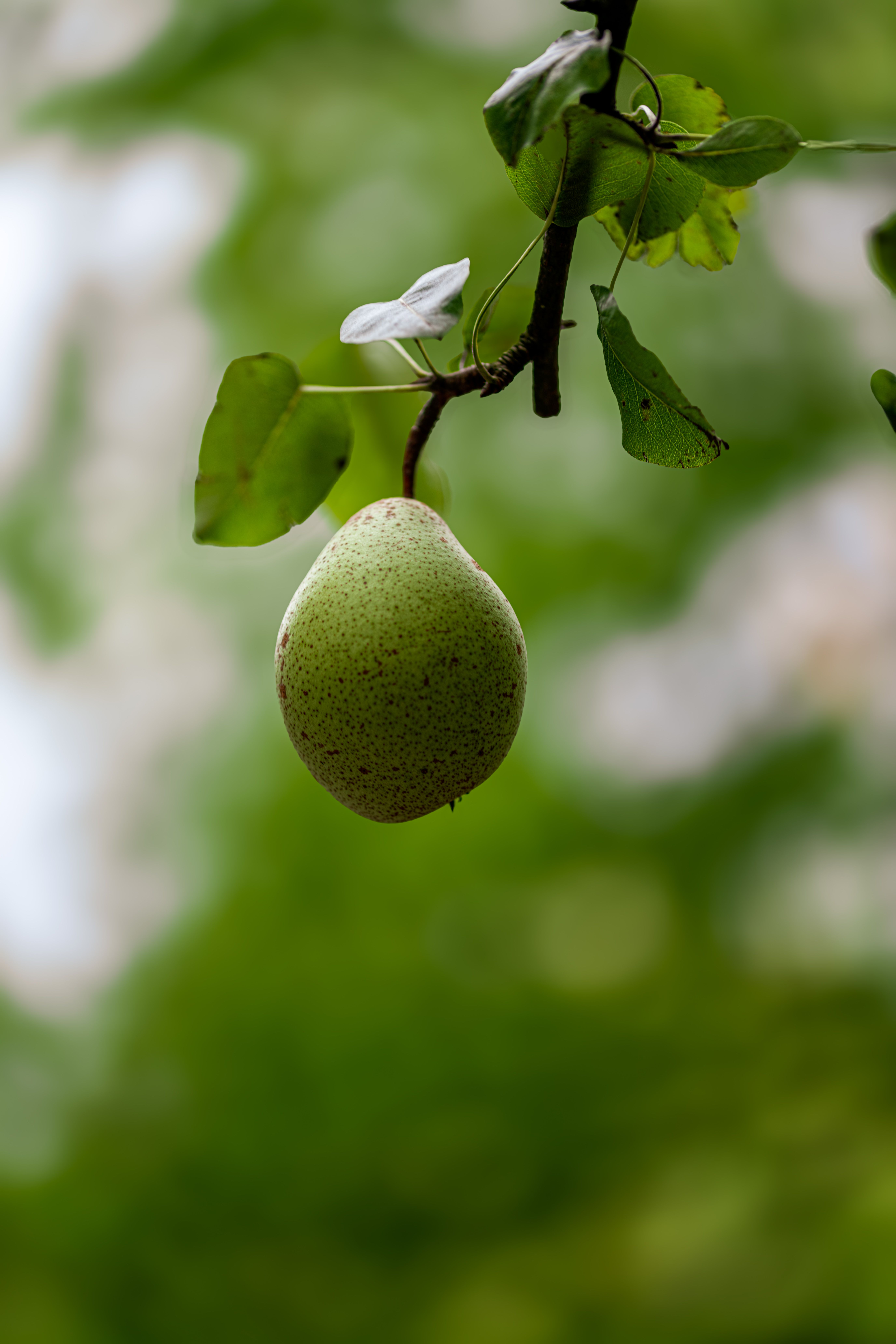 A vivid close-up of a fresh pear hanging from a tree against a blurred green background.