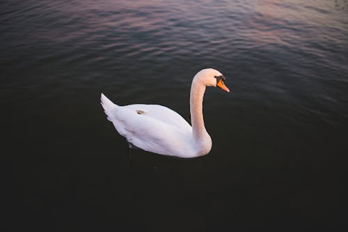 White Swan on Body of Water at Golden Hour