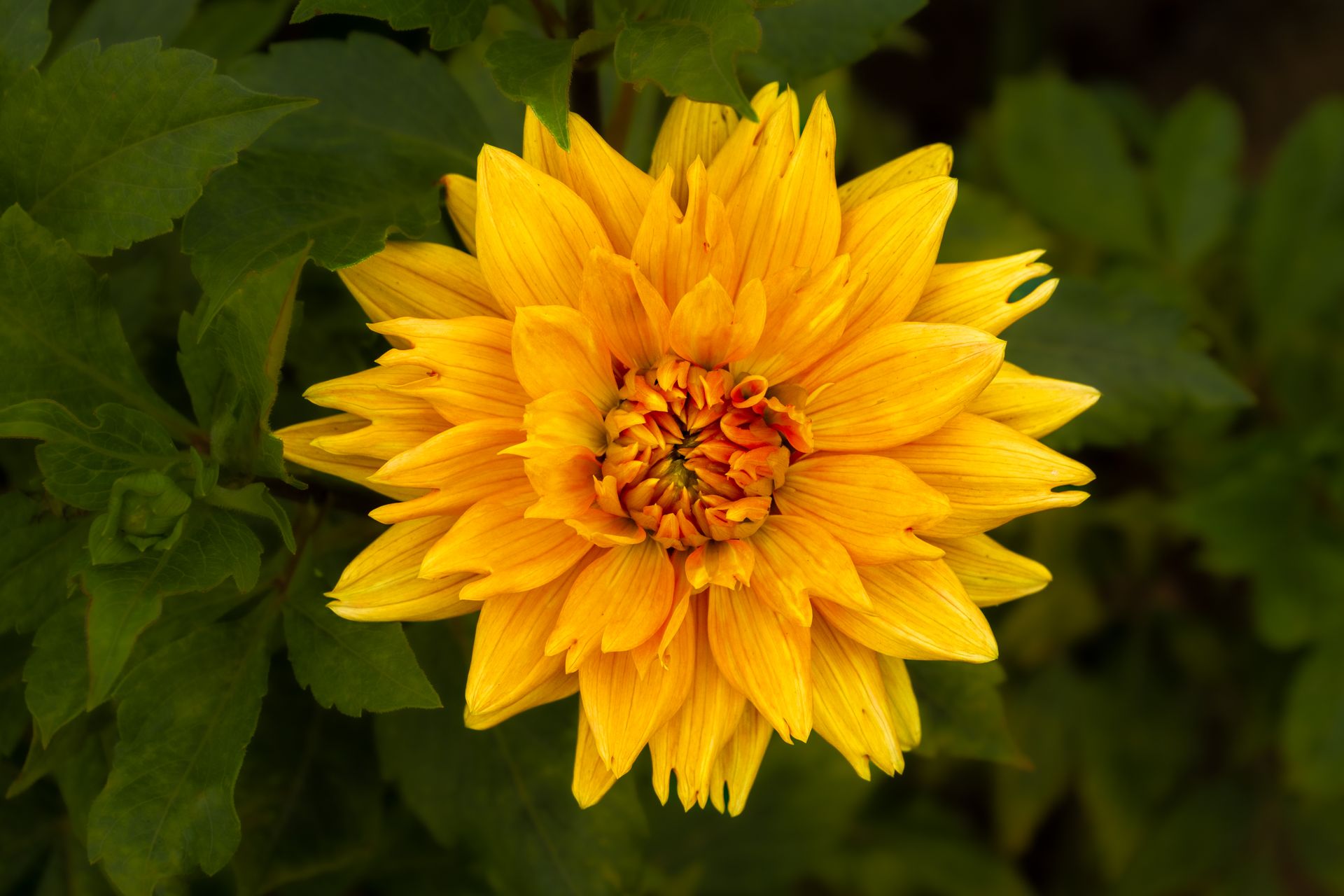 A close-up view of a vibrant yellow dahlia in full bloom, captured in a green garden setting.