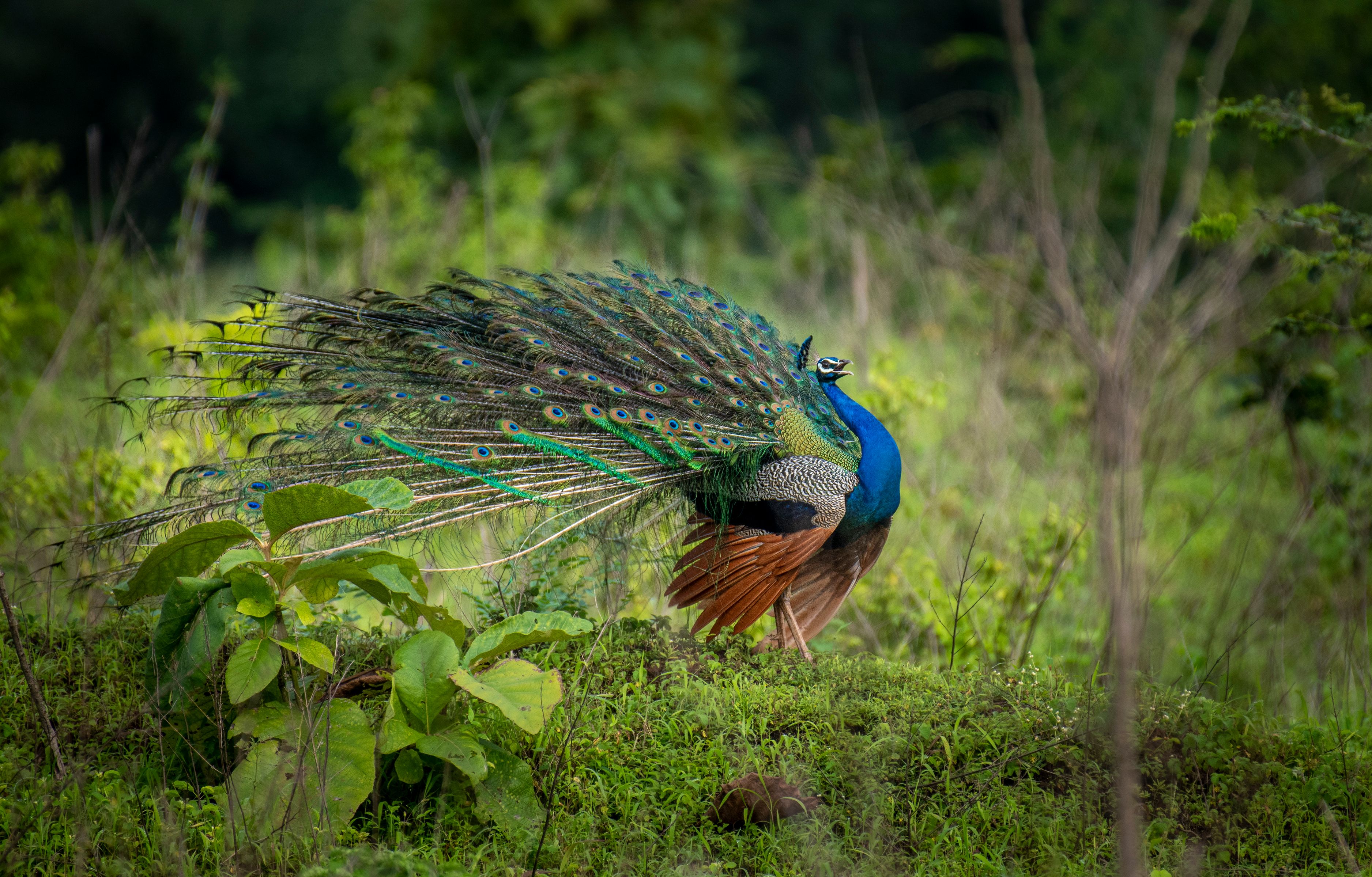 Stunning Portrait of a Peacock in Natural Habitat · Free Stock Photo
