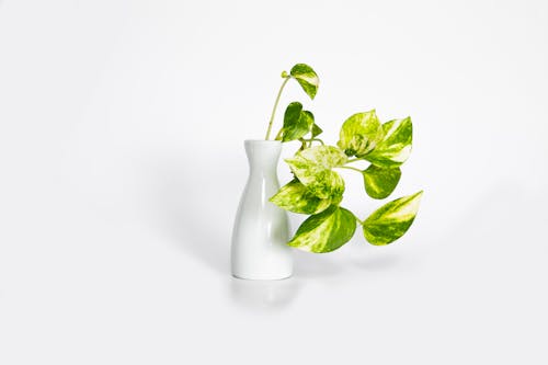 Kostenlos Grünblättrige Pflanze Auf Weißer Vase Stock-Foto
