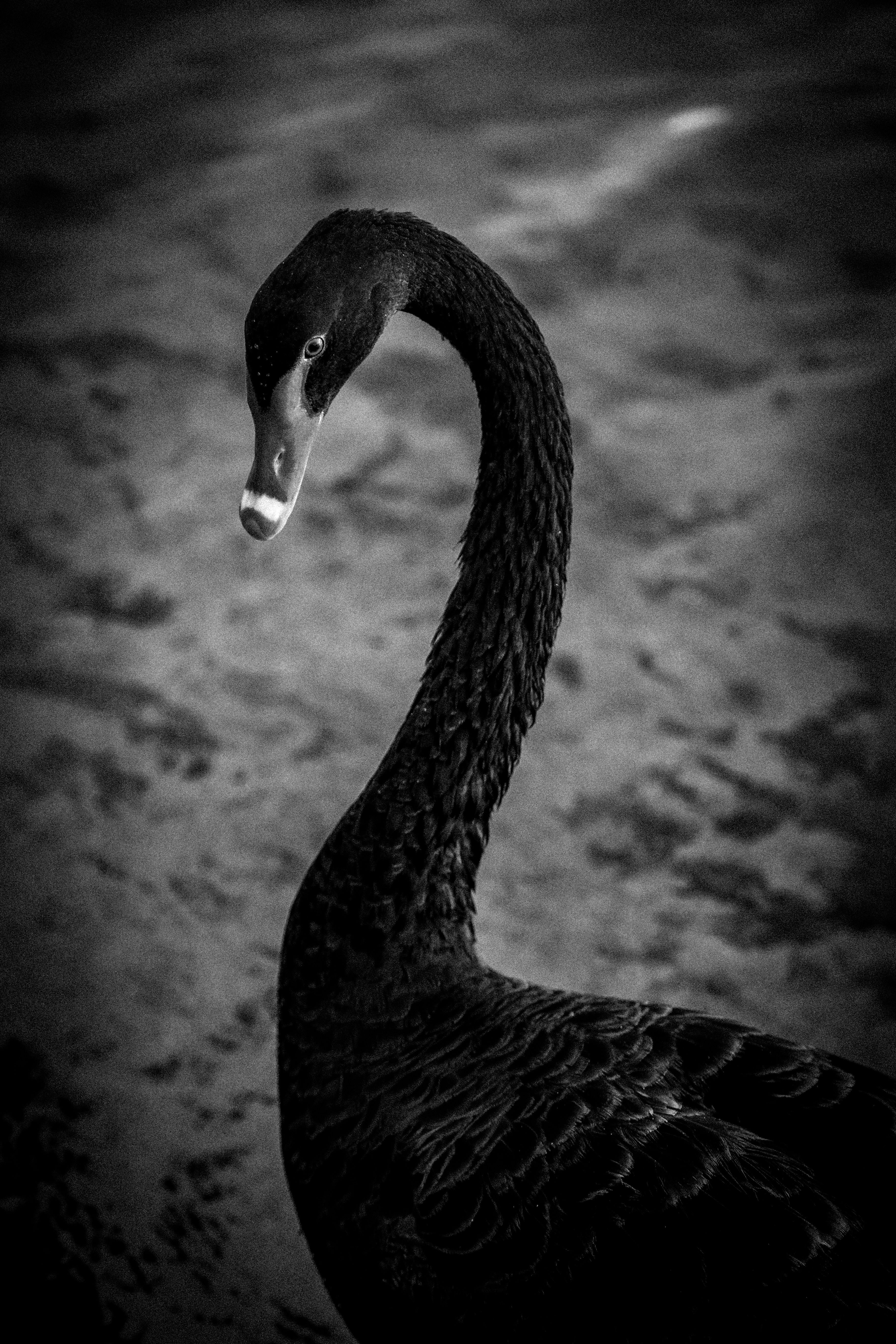 Elegant Black Swan in Monochrome Style · Free Stock Photo