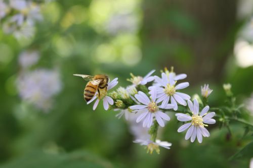 Free Close-up of a honeybee pollinating purple wildflowers in Oak Brook outdoors. Stock Photo