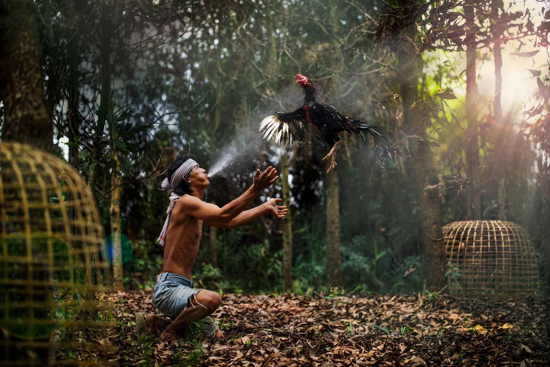 A man joyfully interacts with a rooster in a leafy, sunlit forest in Thailand, capturing a cultural moment.