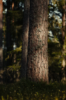 Close-up of a tall pine tree with textured bark in a sunlit forest landscape.