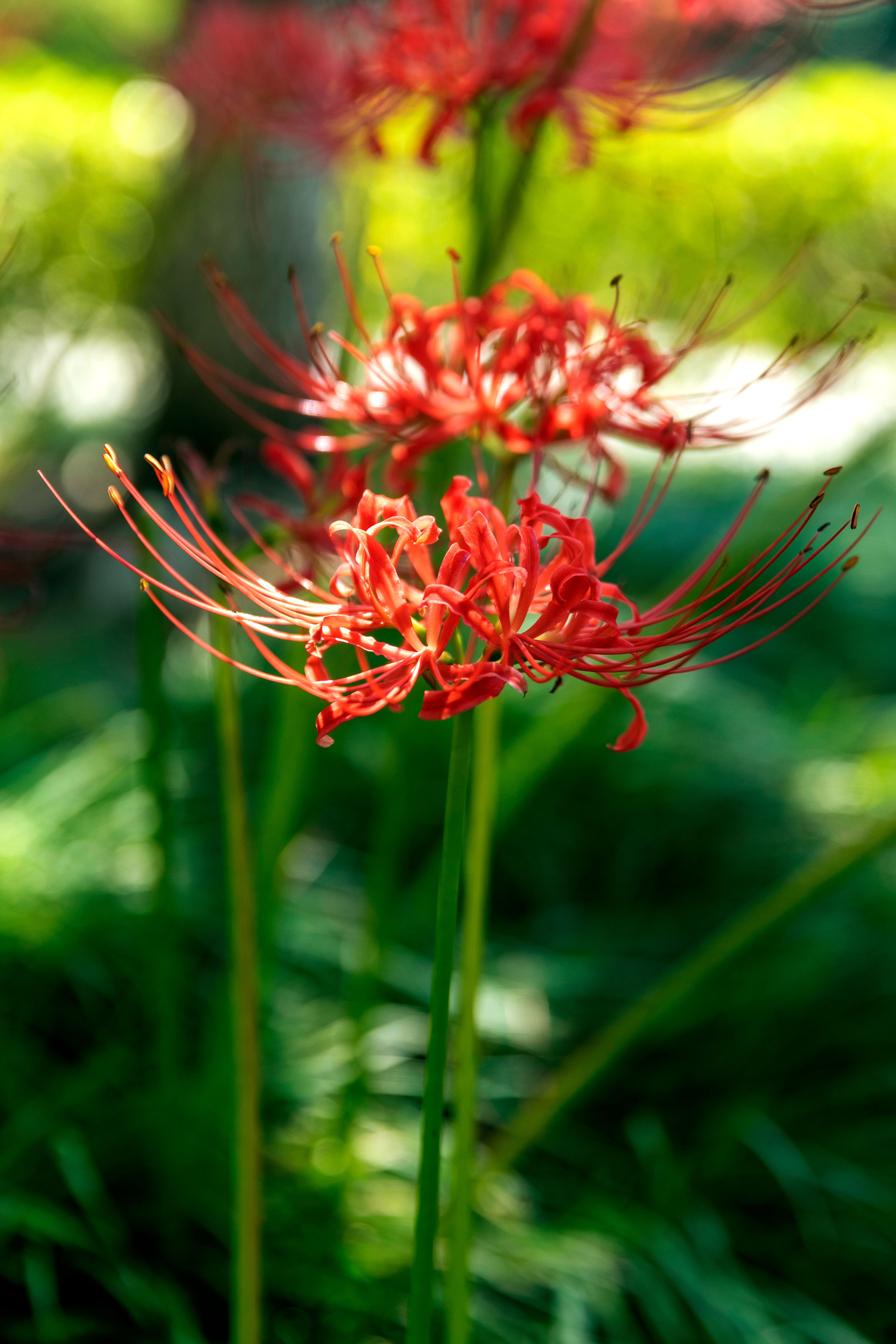 Selective Focus Photo of a Red Spider Lily Flower  Free Stock Photo