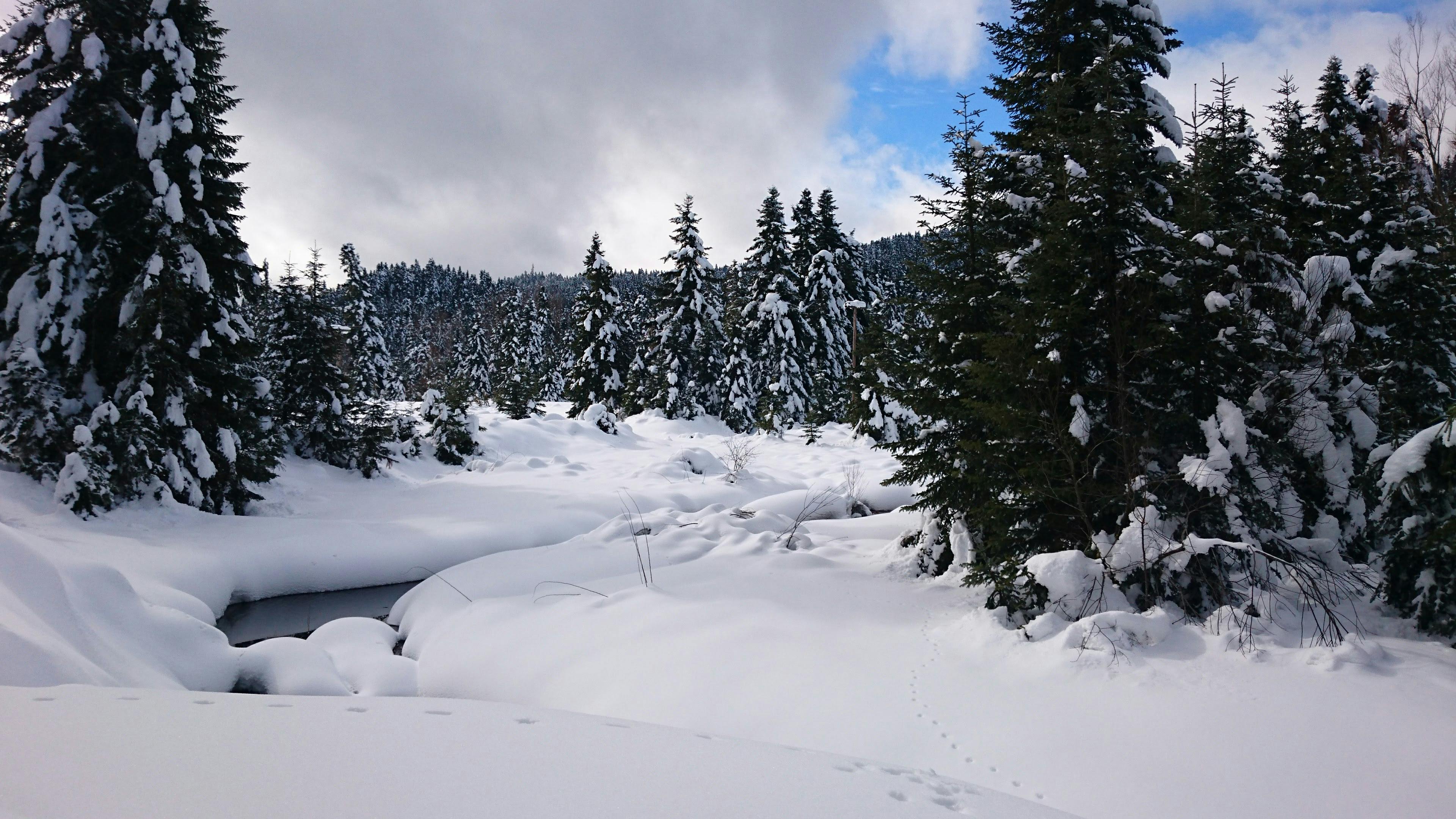 Foto de stock gratuita sobre bosque nevado, nevar, nieve